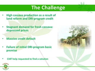 Why isn´t Colombia the LAC version  of Thailand for the cassava crop?