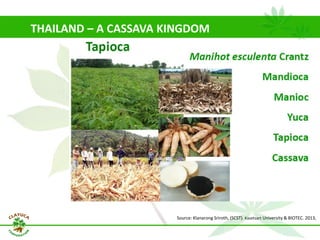 Why isn´t Colombia the LAC version  of Thailand for the cassava crop?