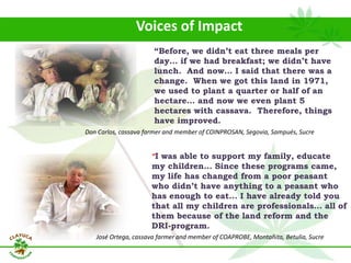 Why isn´t Colombia the LAC version  of Thailand for the cassava crop?