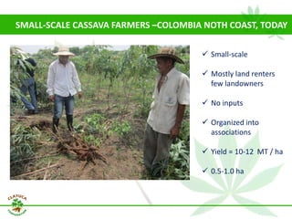 Why isn´t Colombia the LAC version  of Thailand for the cassava crop?