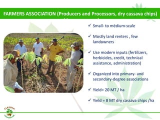 Why isn´t Colombia the LAC version  of Thailand for the cassava crop?