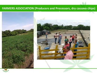 Why isn´t Colombia the LAC version  of Thailand for the cassava crop?