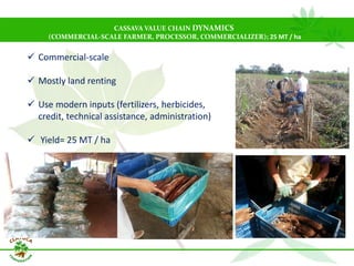 Why isn´t Colombia the LAC version  of Thailand for the cassava crop?