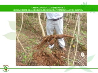 Why isn´t Colombia the LAC version  of Thailand for the cassava crop?