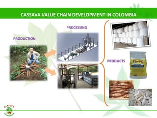 Why isn´t Colombia the LAC version  of Thailand for the cassava crop?