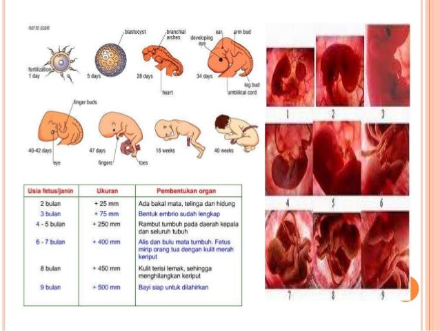 Presentation biologi Kehamilan