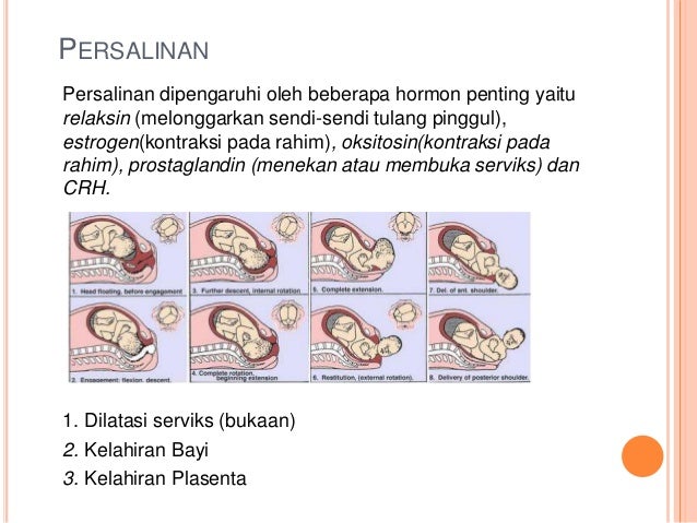 Presentation biologi Kehamilan
