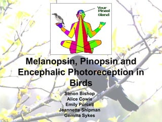 Melanopsin, Pinopsin and Encephalic Photoreception in Birds Simon Bishop Alice Cowie Emily Purcell Jeannette Shipman Gemma Sykes 