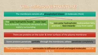 The membrane consists of a phospholipid bilayer (2 molecules thick)
The non-polar hydrophobic hydrocarbon fatty
acid tails – face inwards, away from water
The polar hydrophilic heads – outer layer
face outwards, chemically attracted to the
watery surrounding
There are proteins on the outer & inner surfaces of the plasma membrane
Some proteins penetrate partially through the membrane, others penetrate completely
The phospholipid bilayer is permeable to diffusion of small uncharged molecules such as
O2 & CO
 