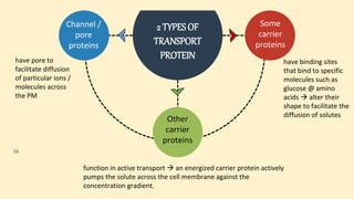 Channel /
pore
proteins
Other
carrier
proteins
Some
carrier
proteins
2 TYPES OF
TRANSPORT
PROTEIN
16
have pore to
facilitate diffusion
of particular ions /
molecules across
the PM
have binding sites
that bind to specific
molecules such as
glucose @ amino
acids  alter their
shape to facilitate the
diffusion of solutes
function in active transport  an energized carrier protein actively
pumps the solute across the cell membrane against the
concentration gradient.
 
