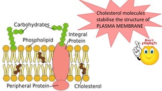 Cholesterol molecules
stabilise the structure of
PLASMA MEMBRANE
 