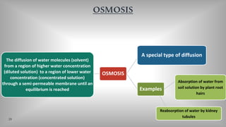 OSMOSIS
OSMOSIS
A special type of diffusion
Examples
Absorption of water from
soil solution by plant root
hairs
Reabsorption of water by kidney
tubules
The diffusion of water molecules (solvent)
from a region of higher water concentration
(diluted solution) to a region of lower water
concentration (concentrated solution)
through a semi-permeable membrane until an
equilibrium is reached
29
 