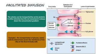 FACILITATED DIFFUSION
The solutes can be transported by carrier proteins
in either direction but the net movement is always
down the concentration gradient
Examples : the transportation of glucose, amino
acids & mineral ions across the membrane of the
vilus at the ileum & body cells
 