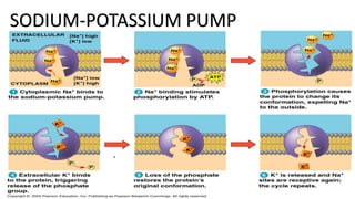 SODIUM-POTASSIUM PUMP
 