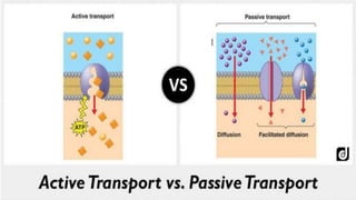 BIOLOGY FORM 4 CHAPTER 3
