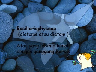 Bacillariophyceae 
(diatome atau diatom ) 
Atau yang lebih dikenal 
dengan ganggang kersik 
 