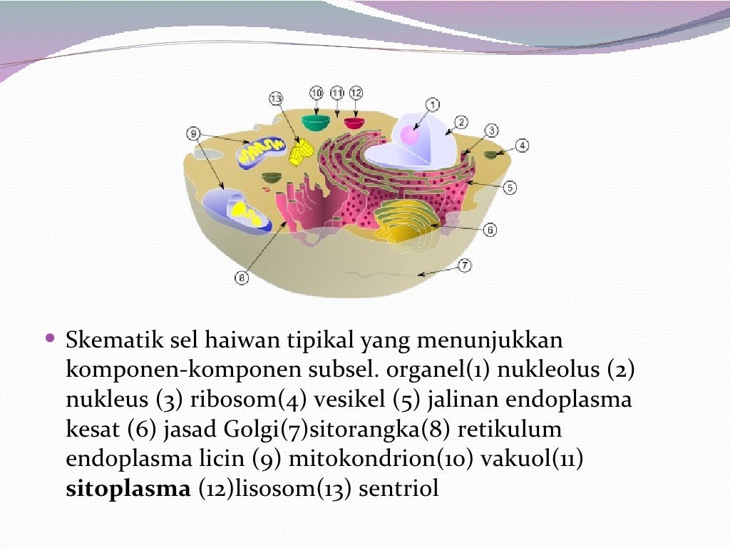 Presentation biologi (sel haiwan dan tumbuhan)