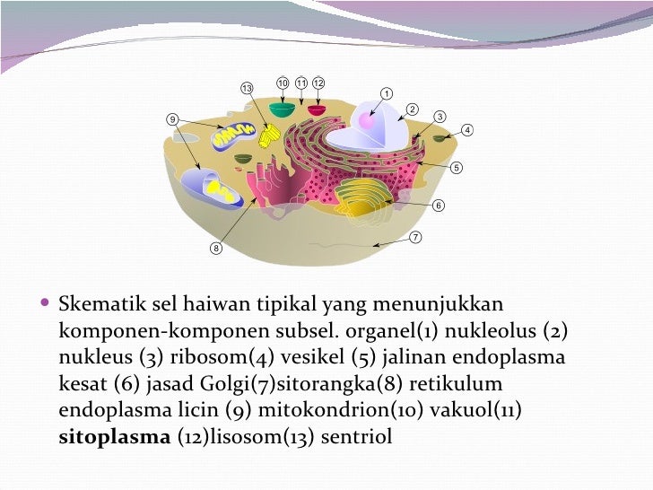 Struktur Sel Haiwan Biologi Tingkatan 4
