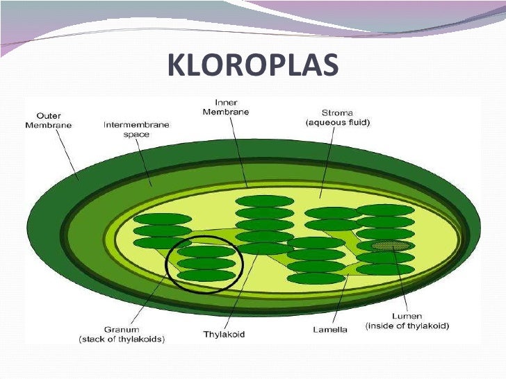 Presentation biologi sel  haiwan dan tumbuhan 