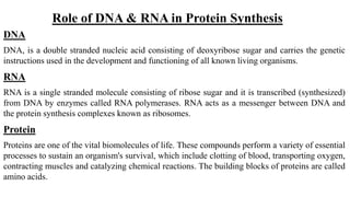 Role of DNA & RNA in Protein Synthesis
DNA
DNA, is a double stranded nucleic acid consisting of deoxyribose sugar and carries the genetic
instructions used in the development and functioning of all known living organisms.
RNA
RNA is a single stranded molecule consisting of ribose sugar and it is transcribed (synthesized)
from DNA by enzymes called RNA polymerases. RNA acts as a messenger between DNA and
the protein synthesis complexes known as ribosomes.
Protein
Proteins are one of the vital biomolecules of life. These compounds perform a variety of essential
processes to sustain an organism's survival, which include clotting of blood, transporting oxygen,
contracting muscles and catalyzing chemical reactions. The building blocks of proteins are called
amino acids.
 