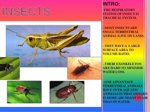 Presentation biology chapter 7 form 4