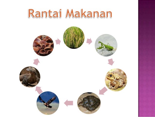 Gambar Ekosistem Gambar Jaring Makanan Sawah di Rebanas 