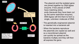 The plasmid and the isolated gene
are joined together by DNA ligase
enzyme. If two pieces of DNA
have matching sticky
ends (because they have been cut
by the same restriction enzyme),
DNA ligase will link them to form a
single, unbroken molecule of DNA
• The genetically engineered plasmid
is inserted into a bacterial cell
• When the bacteria reproduce
the plasmids are copied as well and
so a recombinant plasmid
can quickly be spread as the
bacteria multiply and they will then
all express the gene.
 