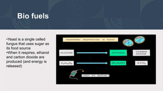 Bio fuels
•Yeast is a single celled
fungus that uses sugar as
its food source
•When it respires, ethanol
and carbon dioxide are
produced (and energy is
released)
 