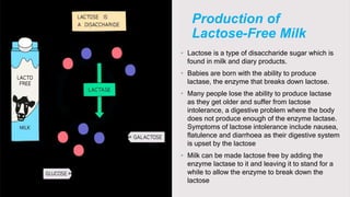 Production of
Lactose-Free Milk
• Lactose is a type of disaccharide sugar which is
found in milk and diary products.
• Babies are born with the ability to produce
lactase, the enzyme that breaks down lactose.
• Many people lose the ability to produce lactase
as they get older and suffer from lactose
intolerance, a digestive problem where the body
does not produce enough of the enzyme lactase.
Symptoms of lactose intolerance include nausea,
flatulence and diarrhoea as their digestive system
is upset by the lactose
• Milk can be made lactose free by adding the
enzyme lactase to it and leaving it to stand for a
while to allow the enzyme to break down the
lactose
 