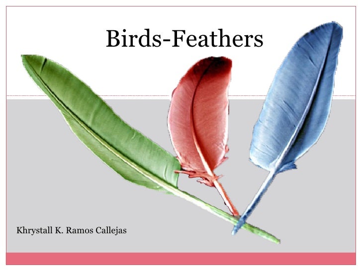 presentation bird feathers