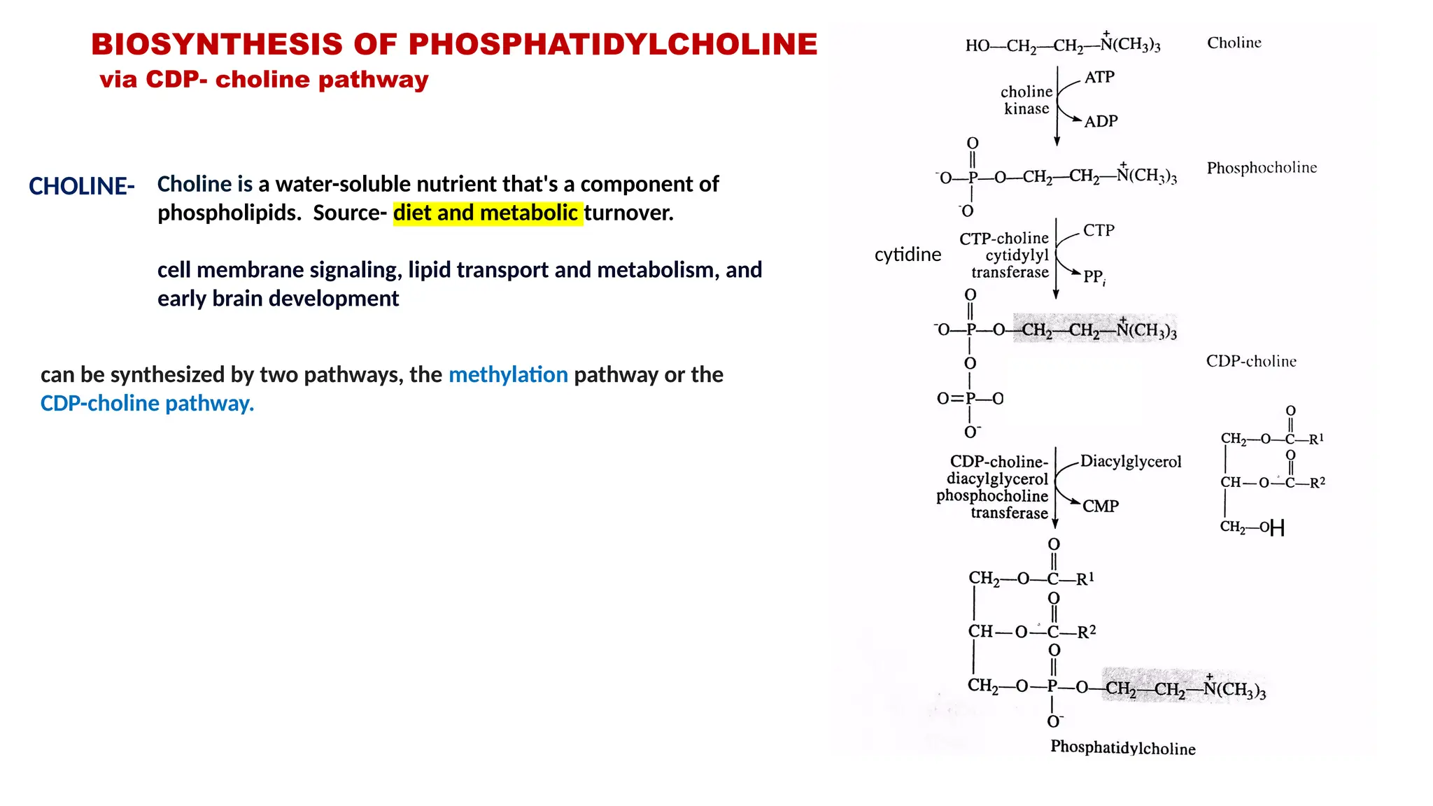 can be synthesized by two pathways, the methylation pathway or the
CDP-choline pathway.
BIOSYNTHESIS OF PHOSPHATIDYLCHOLINE
via CDP- choline pathway
Choline is a water-soluble nutrient that's a component of
phospholipids. Source- diet and metabolic turnover.
cell membrane signaling, lipid transport and metabolism, and
early brain development
CHOLINE-
cytidine
H
 