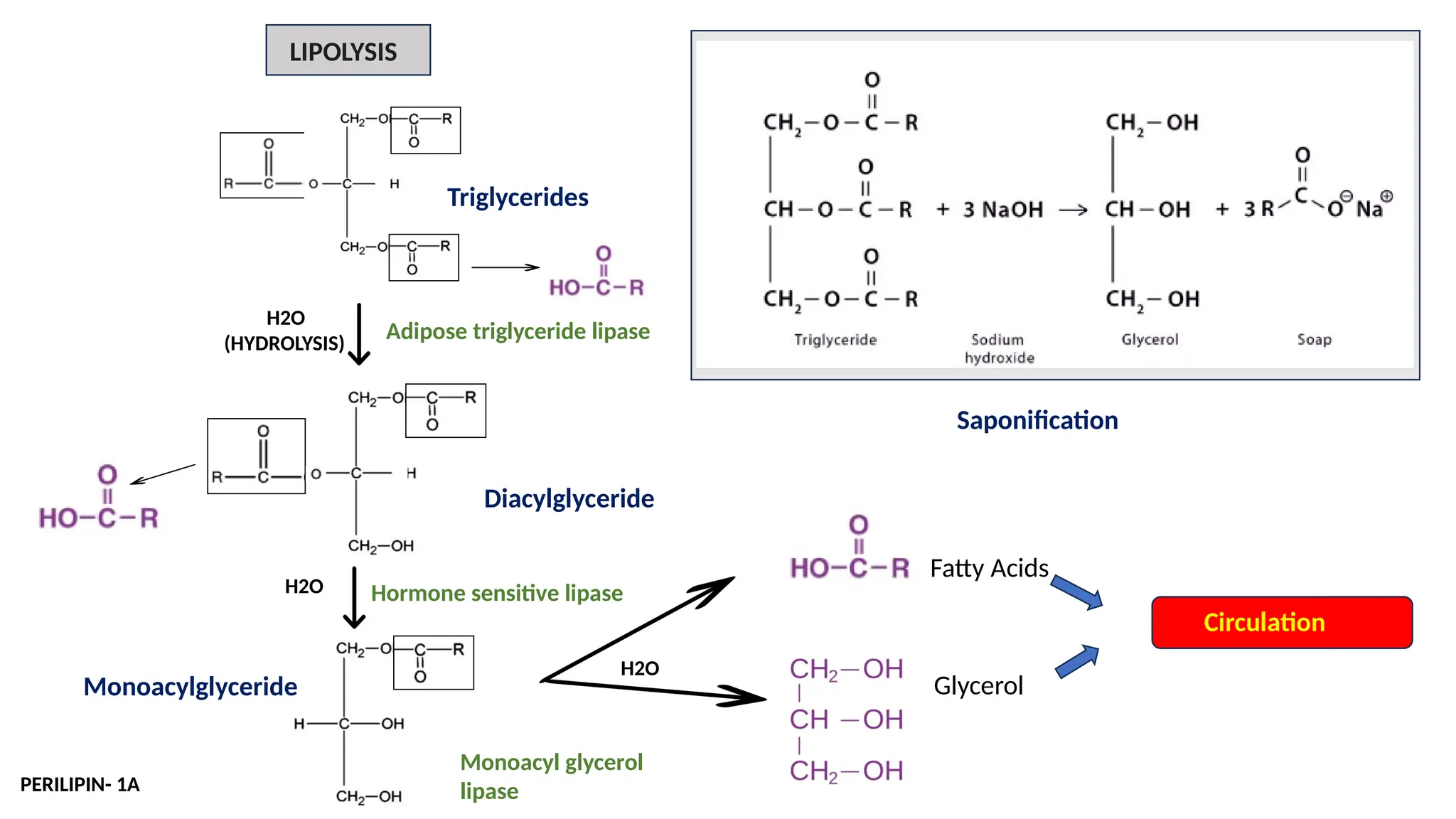 LIPOLYSIS
Glycerol
Fatty Acids
Circulation
Adipose triglyceride lipase
Hormone sensitive lipase
Monoacyl glycerol
lipase
PERILIPIN- 1A
H2O
(HYDROLYSIS)
H2O
H2O
Saponification
Triglycerides
Diacylglyceride
Monoacylglyceride
 