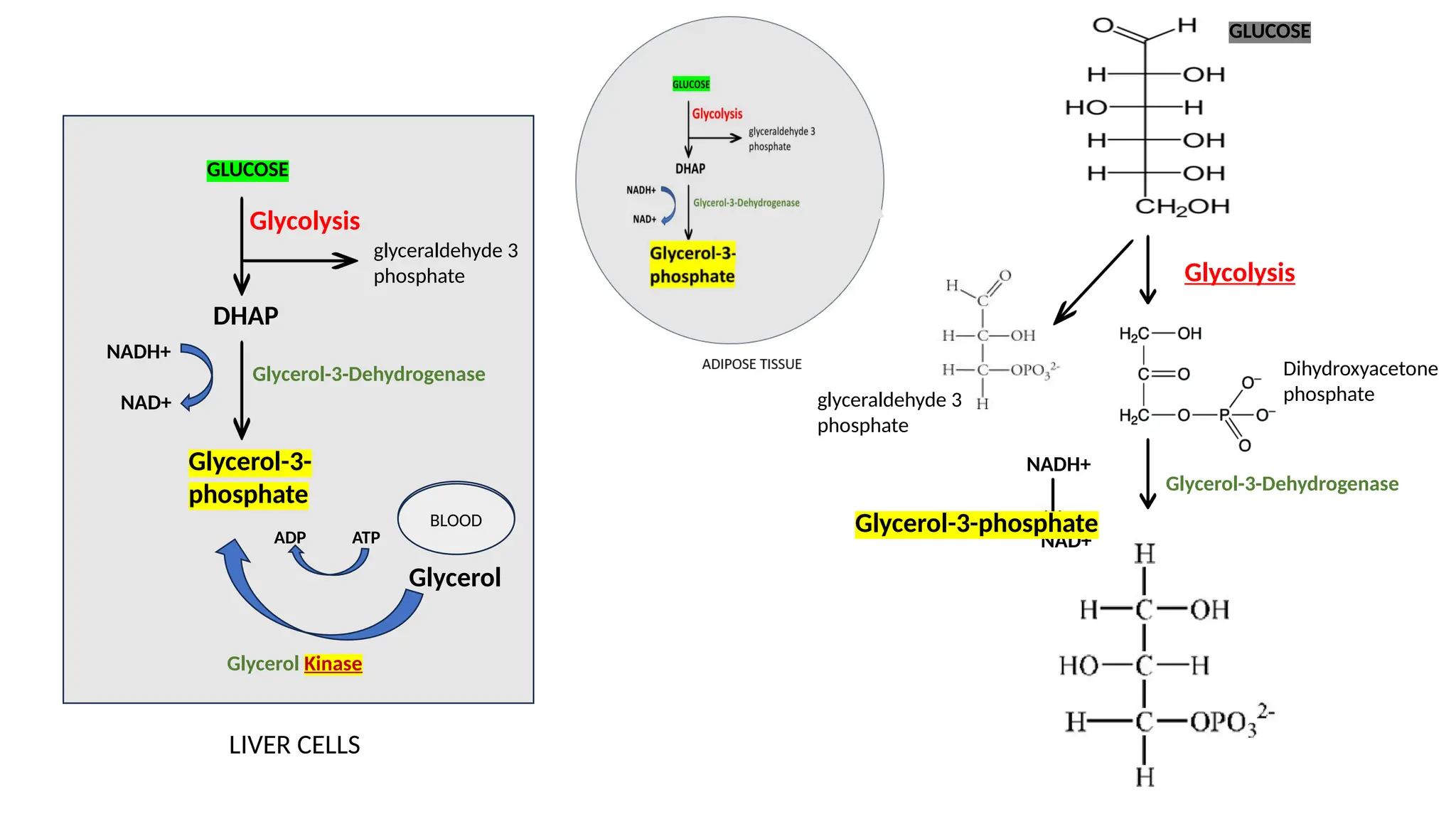 DHAP
GLUCOSE
Glycolysis
Glycerol-3-Dehydrogenase
Glycerol-3-
phosphate
NADH+
NAD+
BLOOD
Glycerol
ADP ATP
Glycerol Kinase
BLOOD
LIVER CELLS
Glycolysis
glyceraldehyde 3
phosphate
Dihydroxyacetone
phosphate
GLUCOSE
Glycerol-3-Dehydrogenase
NADH+
NAD+
NADH+
NAD+
Glycerol-3-phosphate
glyceraldehyde 3
phosphate
 