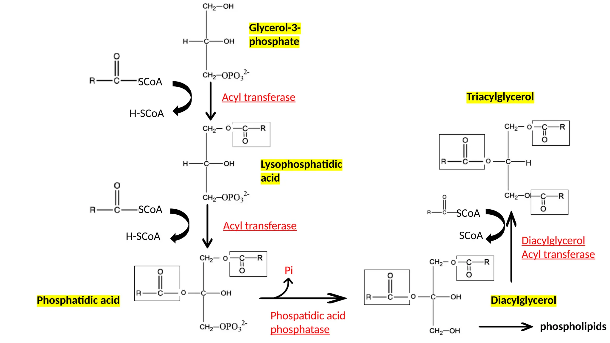 SCoA
H-SCoA
Acyl transferase
SCoA
H-SCoA
Acyl transferase
Lysophosphatidic
acid
Phosphatidic acid
Pi
Glycerol-3-
phosphate
Diacylglycerol
Phospatidic acid
phosphatase
Diacylglycerol
Acyl transferase
Triacylglycerol
H
phospholipids
SCoA
SCoA
 