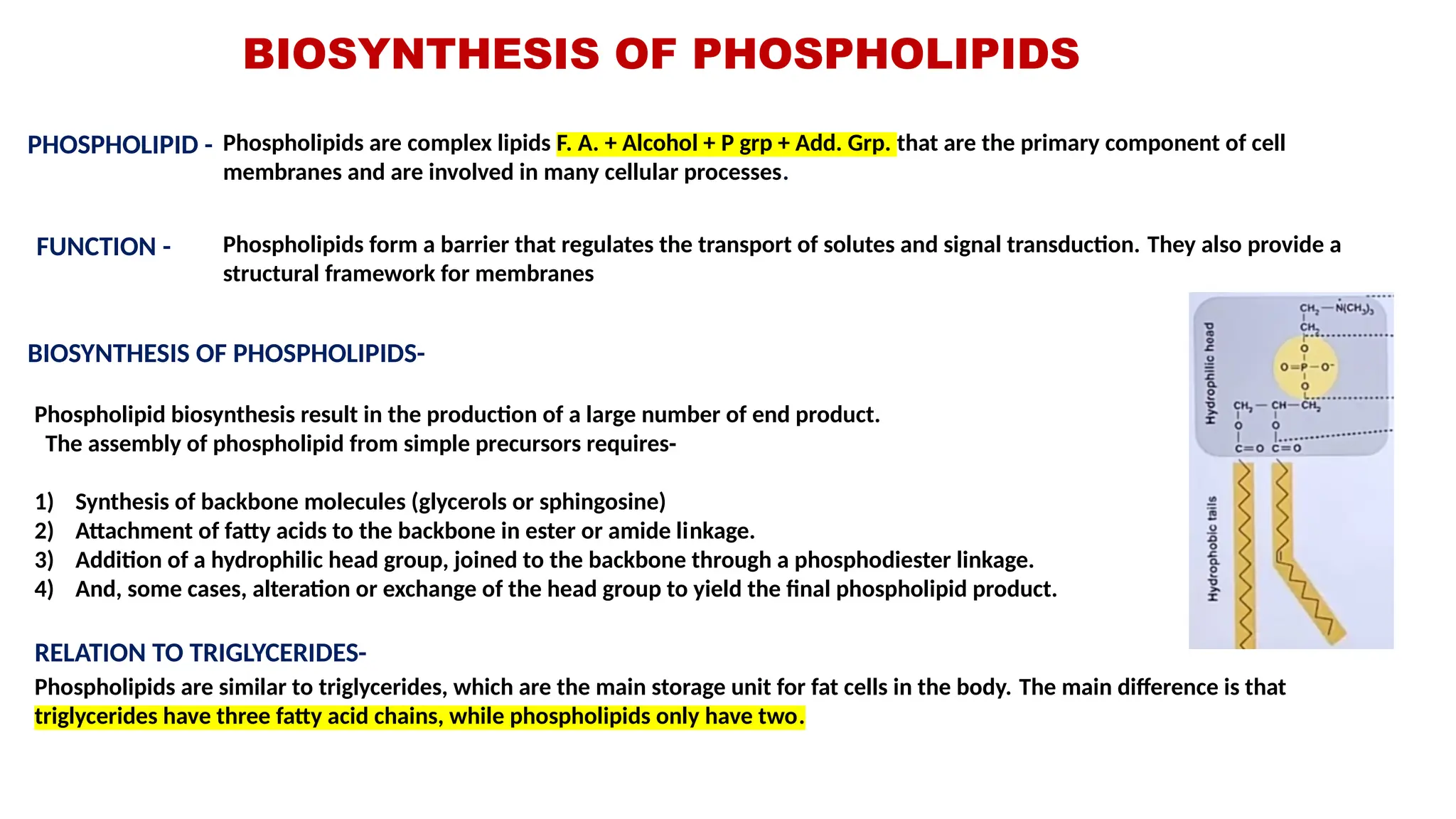 BIOSYNTHESIS OF PHOSPHOLIPIDS
Phospholipids are complex lipids F. A. + Alcohol + P grp + Add. Grp. that are the primary component of cell
membranes and are involved in many cellular processes.
PHOSPHOLIPID -
Phospholipids form a barrier that regulates the transport of solutes and signal transduction. They also provide a
structural framework for membranes
FUNCTION -
Phospholipids are similar to triglycerides, which are the main storage unit for fat cells in the body. The main difference is that
triglycerides have three fatty acid chains, while phospholipids only have two.
RELATION TO TRIGLYCERIDES-
Phospholipid biosynthesis result in the production of a large number of end product.
The assembly of phospholipid from simple precursors requires-
1) Synthesis of backbone molecules (glycerols or sphingosine)
2) Attachment of fatty acids to the backbone in ester or amide linkage.
3) Addition of a hydrophilic head group, joined to the backbone through a phosphodiester linkage.
4) And, some cases, alteration or exchange of the head group to yield the final phospholipid product.
BIOSYNTHESIS OF PHOSPHOLIPIDS-
 