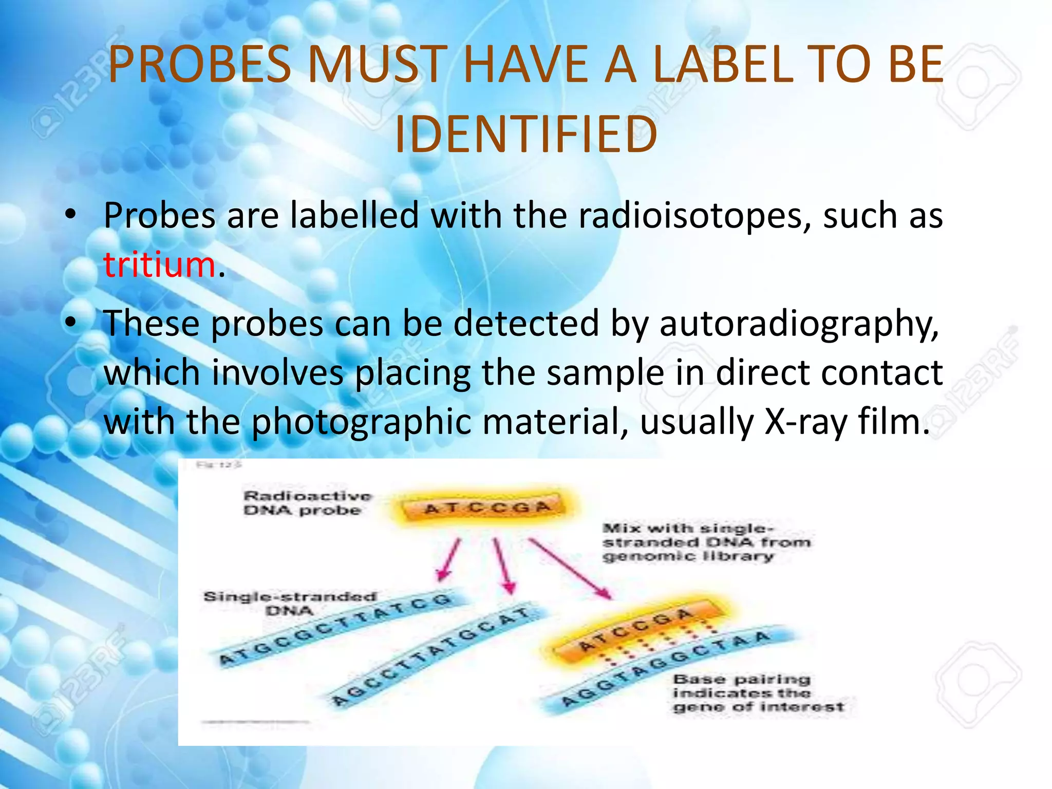 PROBES MUST HAVE A LABEL TO BE
IDENTIFIED
• Probes are labelled with the radioisotopes, such as
tritium.
• These probes can be detected by autoradiography,
which involves placing the sample in direct contact
with the photographic material, usually X-ray film.
 
