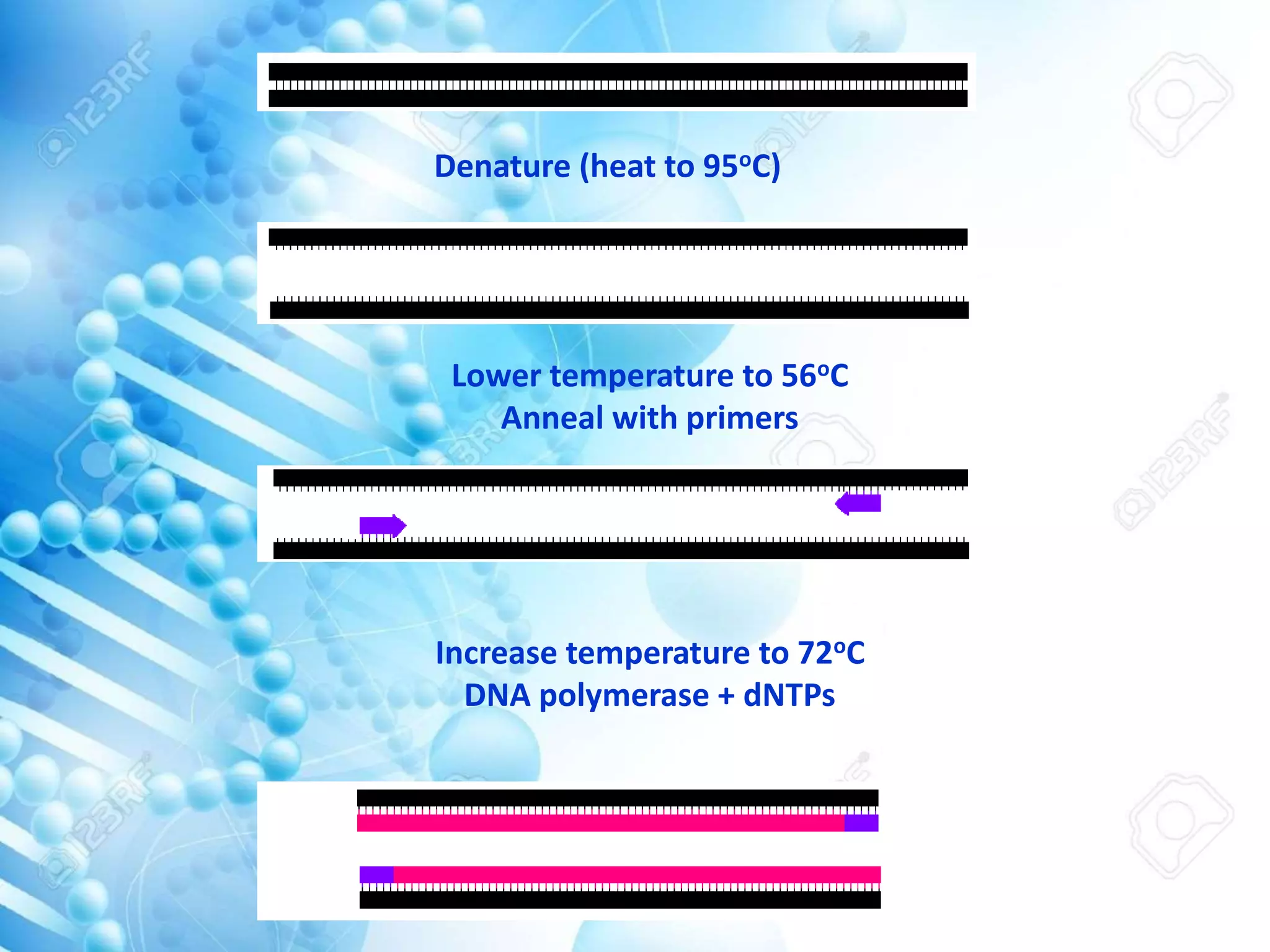 Denature (heat to 95oC)
Lower temperature to 56oC
Anneal with primers
Increase temperature to 72oC
DNA polymerase + dNTPs
 
