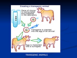 IMPACT OF BIOTECHNOLOGY ON ANIMAL BREEDING AND GENETIC PROGRESS