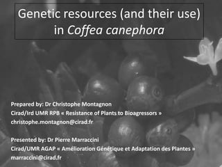 Genetic resources (and their use)
                TITRE
        in Coffea canephora
         • Texte
             – Texte
                  • Texte
                      – Texte
                          » Texte

Prepared by: Dr Christophe Montagnon

          • Texte
Cirad/Ird UMR RPB « Resistance of Plants to Bioagressors »
christophe.montagnon@cirad.fr

Presented by: Dr Pierre Marraccini
Cirad/UMR AGAP « Amélioration Génétique et Adaptation des Plantes »
marraccini@cirad.fr
 