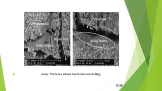  some Pictures about bacterial concreting,
12/28
 