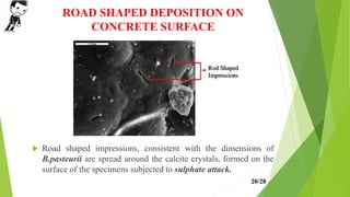 ROAD SHAPED DEPOSITION ON
CONCRETE SURFACE
 Road shaped impressions, consistent with the dimensions of
B.pasteurii are spread around the calcite crystals, formed on the
surface of the specimens subjected to sulphate attack.
20/28
 