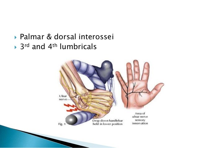 Presentation by azmat ali ulnar nerve anatomy 2