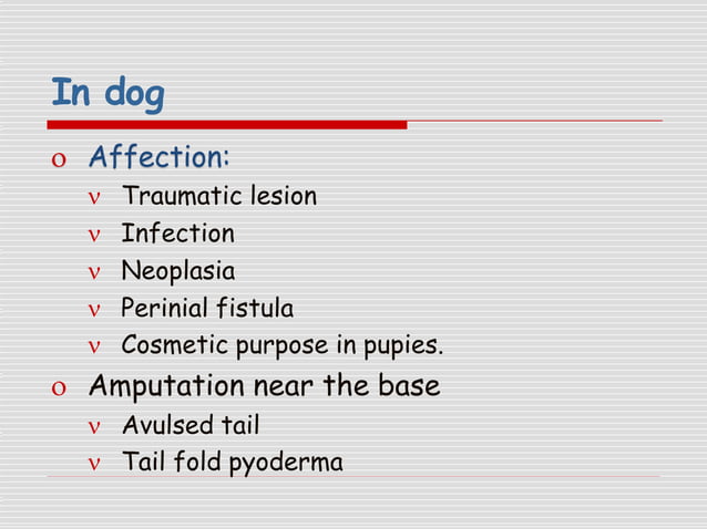 SURGICAL MANAGEMENT OF TAIL IN VETERINARY | PPTX | Death, Injury, or ...