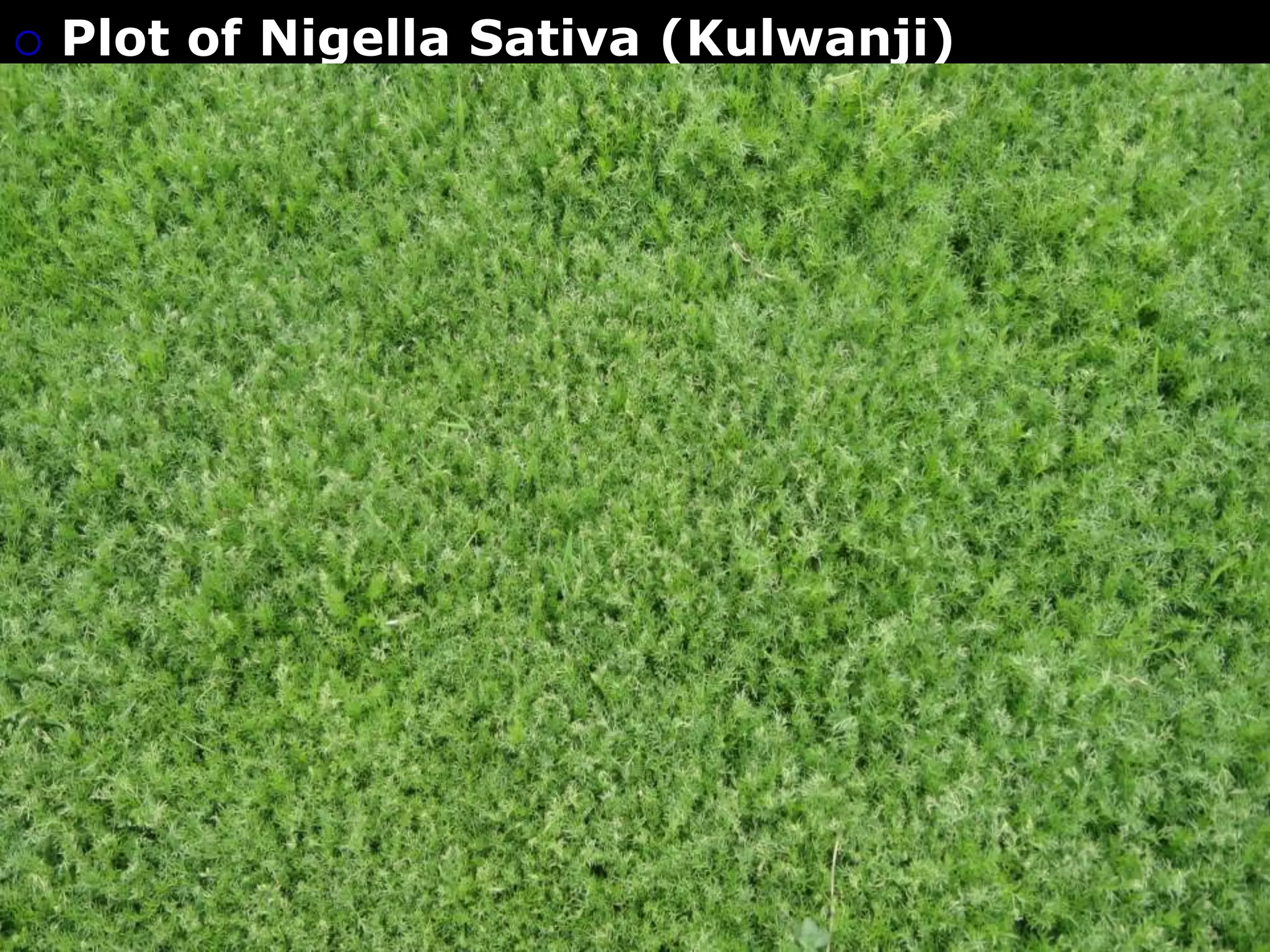    Plot of Nigella Sativa (Kulwanji)
 