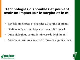  Diffusion à grande échelle des techniques des systèmes de production de sorgho et de mil 