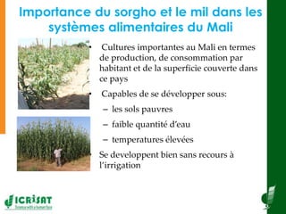  Diffusion à grande échelle des techniques des systèmes de production de sorgho et de mil 