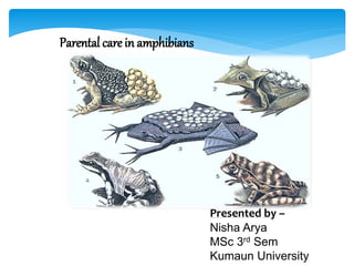 Parental care in amphibians
Presented by –
Nisha Arya
MSc 3rd Sem
Kumaun University
 
