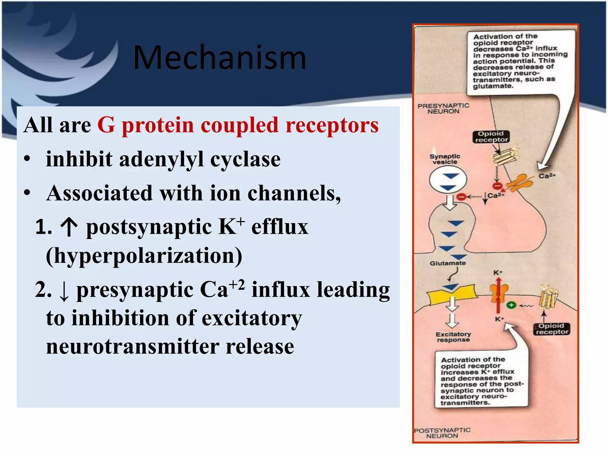Mechanism
All are G protein coupled receptors
• inhibit adenylyl cyclase
• Associated with ion channels,
1. ↑ postsynaptic K+ efflux
(hyperpolarization)
2. ↓ presynaptic Ca+2 influx leading
to inhibition of excitatory
neurotransmitter release
 
