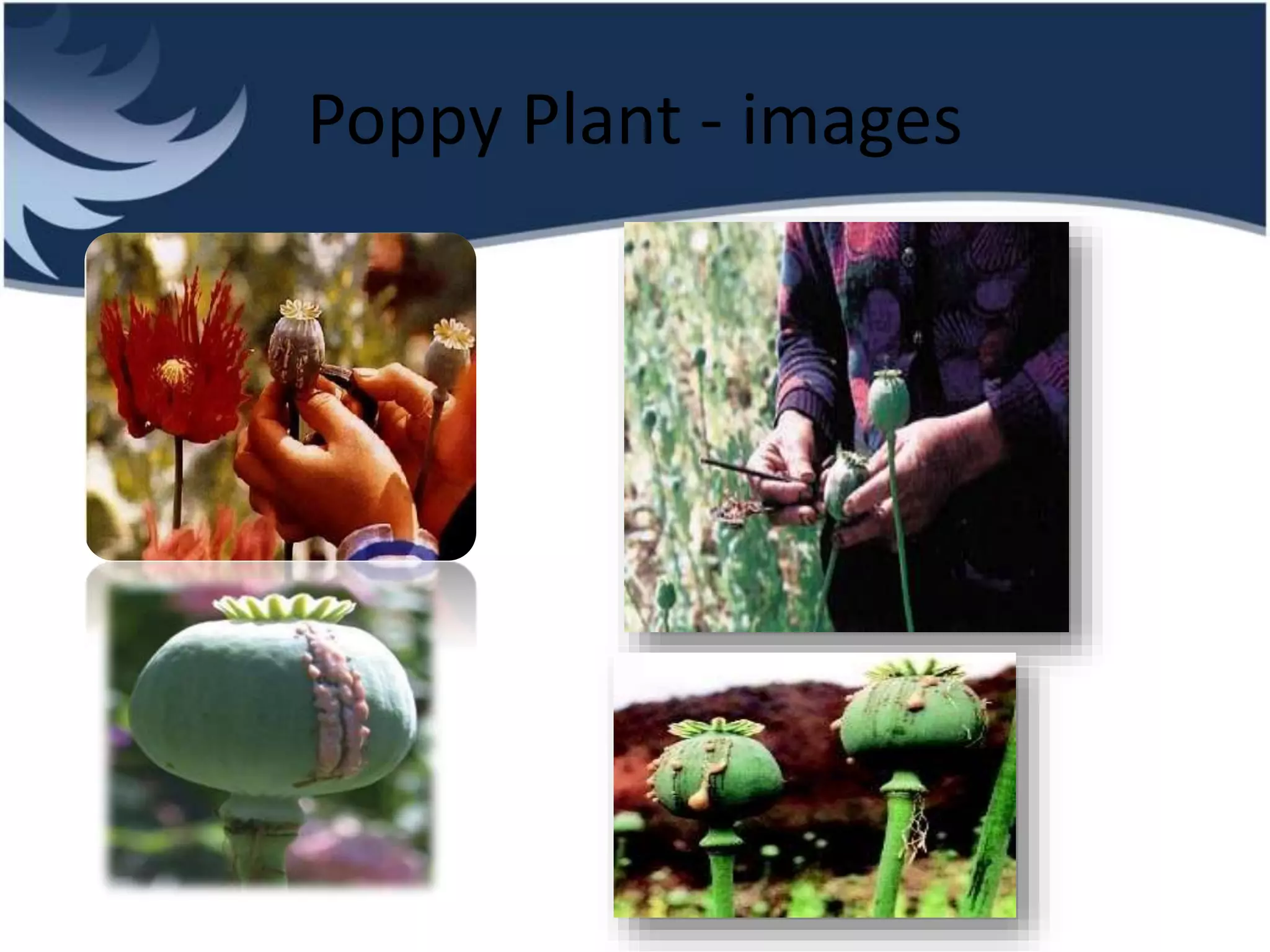 Poppy Plant - images
 