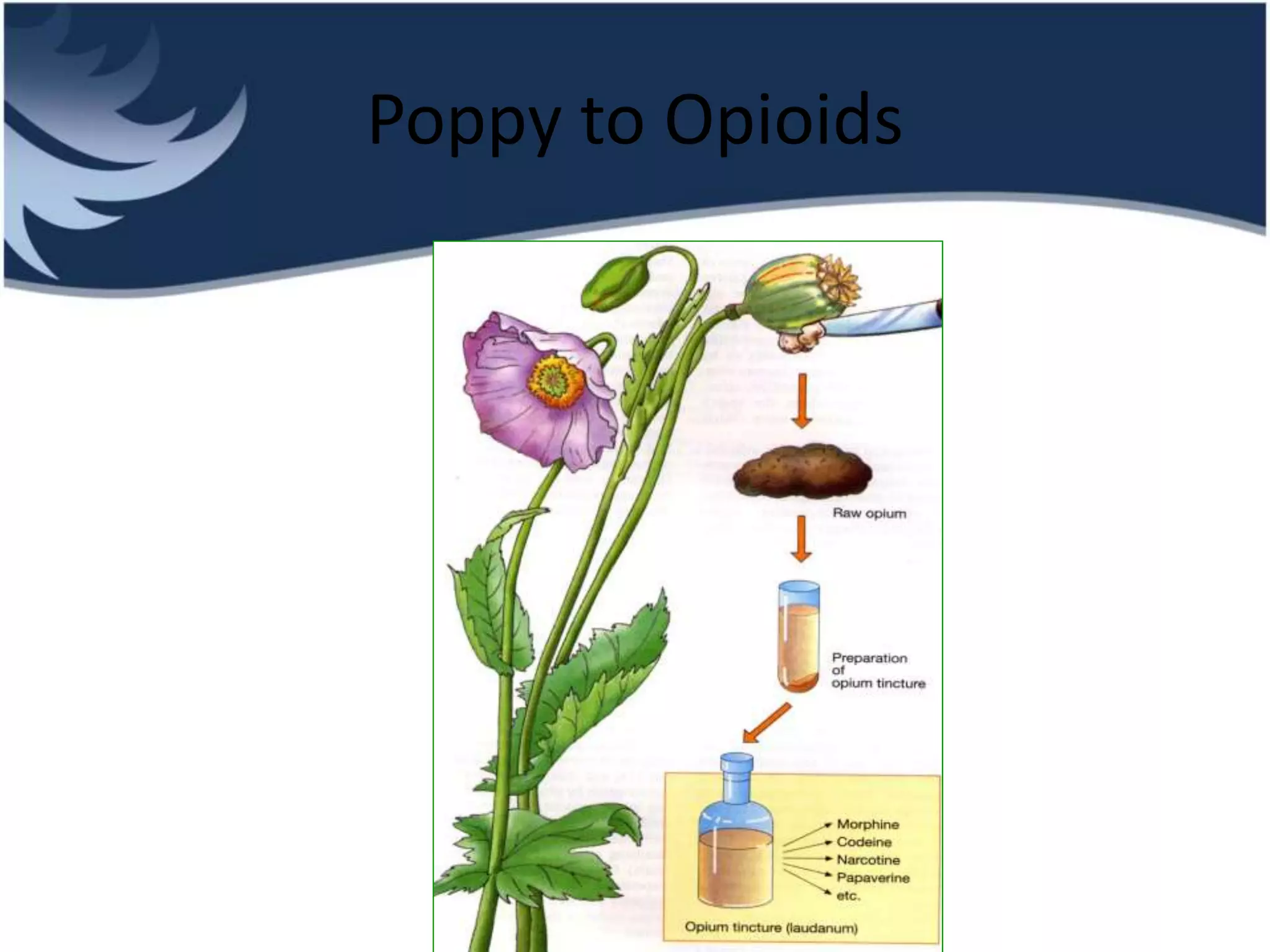 Poppy to Opioids
 